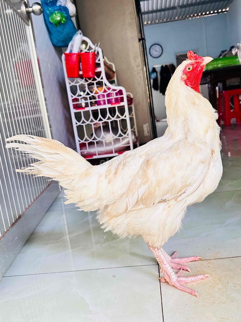 Gà Asil Mỹ Mái Trắng 2.5kg. Mua bán Gà tại Huyện Cai Lậy Tiền Giang được đăng bởi gà đá Tiền Giang hình 1