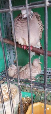 Cặp cu thái đỏ mới biết ăn giá 400k. Mua bán Chim tại Thành phố Biên Hòa Đồng Nai được đăng bởi Trần Minh Duy