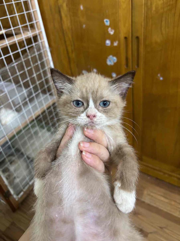 Mèo bicolor Trắng Nâu, và himalaya. Mua bán Mèo tại Quận Hồng Bàng Hải Phòng được đăng bởi Mỹ Nương hình 1
