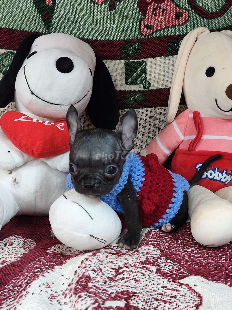 Chó Chihuahua Đực Đen Tứ túc hoa mai. Mua bán Chó tại Quận 8 Tp Hồ Chí Minh được đăng bởi Chihuahua nhà ZoZo hình 1