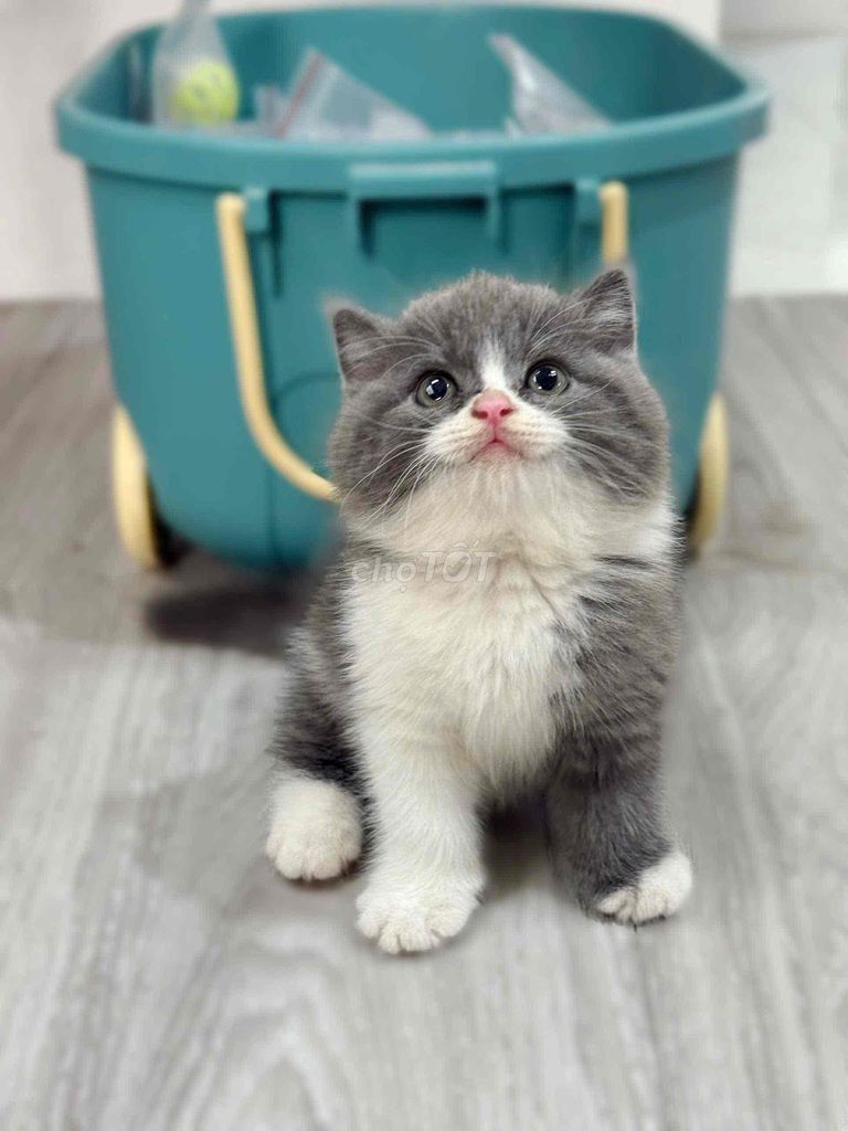 Mèo Anh lông ngắn Trắng xám con. Mua bán Mèo tại Quận 8 Tp Hồ Chí Minh được đăng bởi ti pet town hình 1