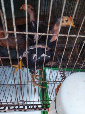 Gà nòi đòn. Mua bán Gà tại Quận 8 Tp Hồ Chí Minh được đăng bởi A. Long