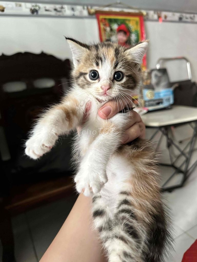 Mèo tam thể cái đáng yêu thân thiện. Mua bán Mèo tại Huyện Bình Chánh Tp Hồ Chí Minh được đăng bởi Lucas hình 1