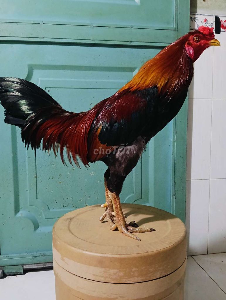 Điều hách mỹ 2k9 tay tốt