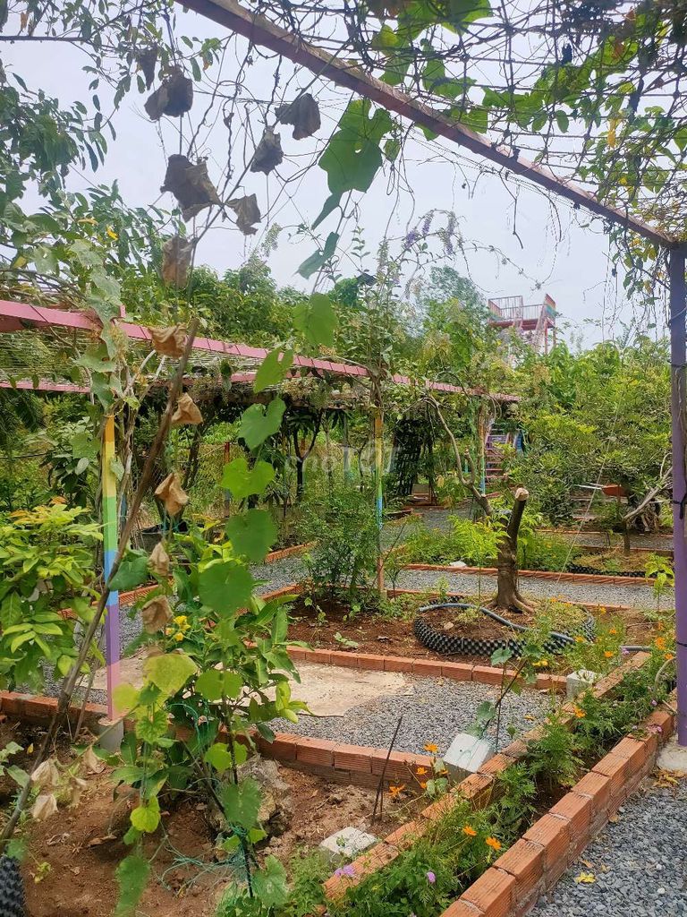 Bán farm đường Nguyễn Văn Tạo hiệp Phước Nhà Bè