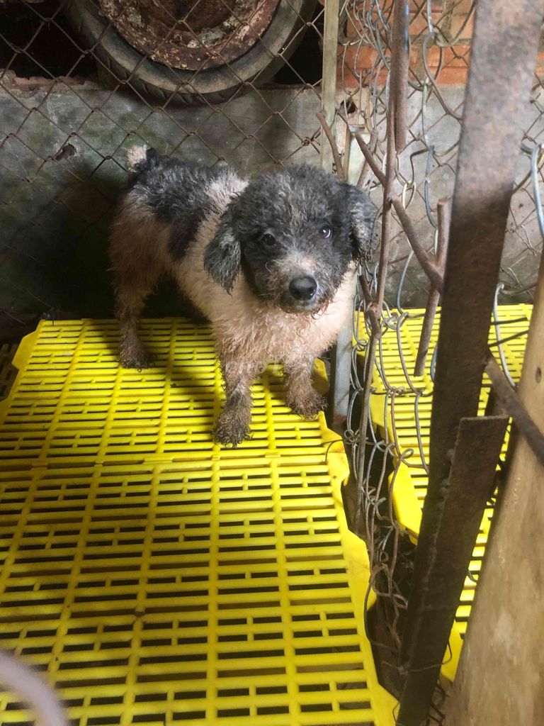 Chó Poodle đực Đen trắng. Mua bán Chó tại Huyện Cư Kuin Đắk Lắk được đăng bởi Anh Tuấn hình 1