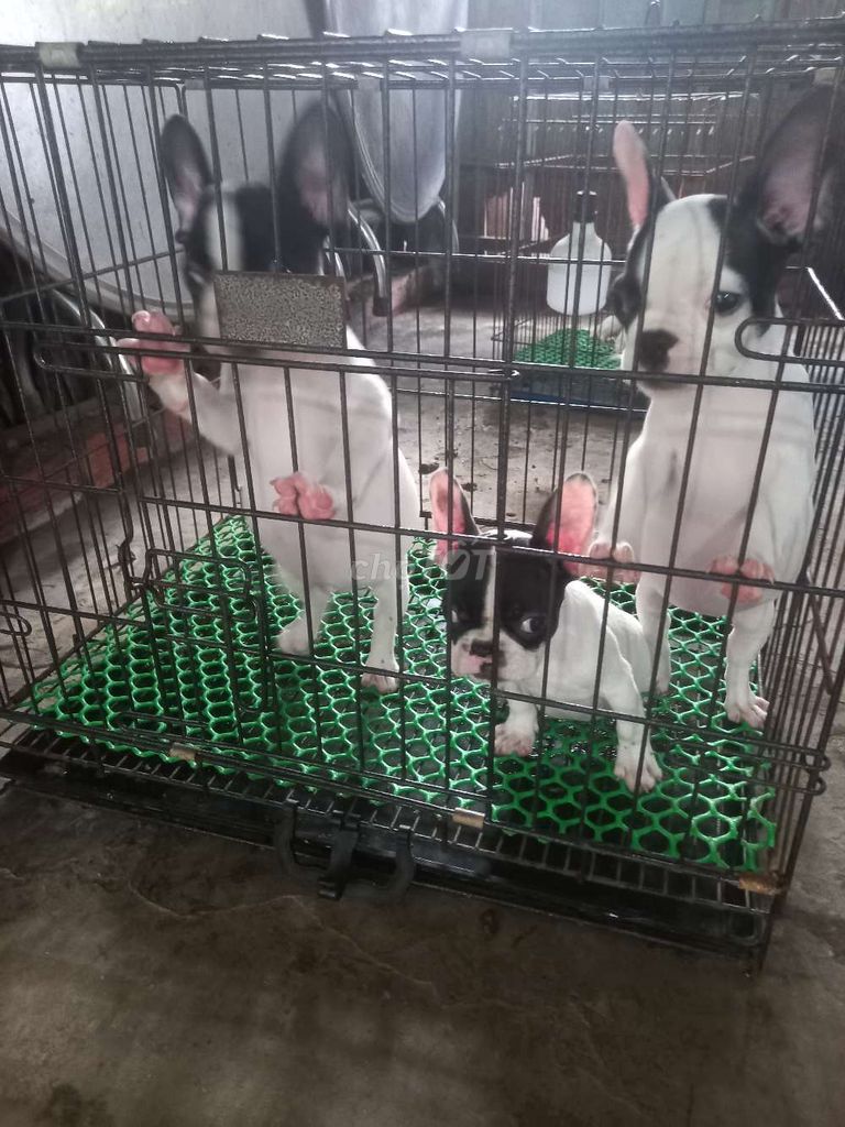 Chó Pug Pháp. Mua bán Chó tại Huyện Ba Tri Bến Tre được đăng bởi Phan Bảo Toàn hình 4