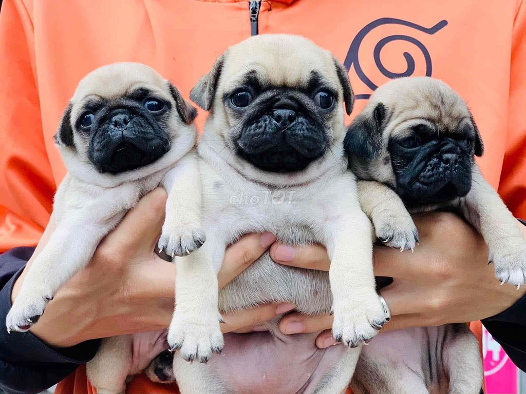 Chó Pug Vàng cát. Mua bán Chó tại Thành phố Bến Tre Bến Tre được đăng bởi Nguyễn Thị Huỳnh Mai hình 1