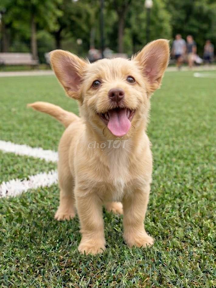 Chiahuahua lông dài vàng mơ đã tiêm có sổ đầy đủ. Mua bán Chó tại Quận 12 Tp Hồ Chí Minh được đăng bởi Thi Thi hình 1