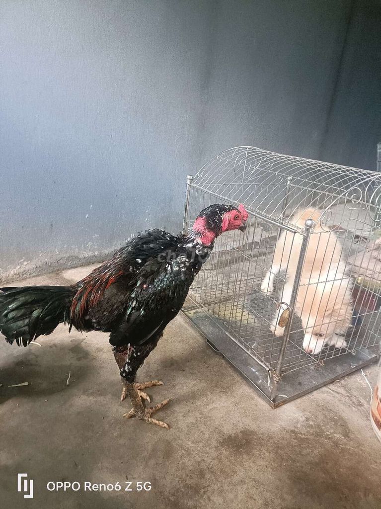 Chó Phốc Sóc Vàng kem. Mua bán Chó tại Huyện Mỹ Đức Hà Nội được đăng bởi Dung chinh hình 1