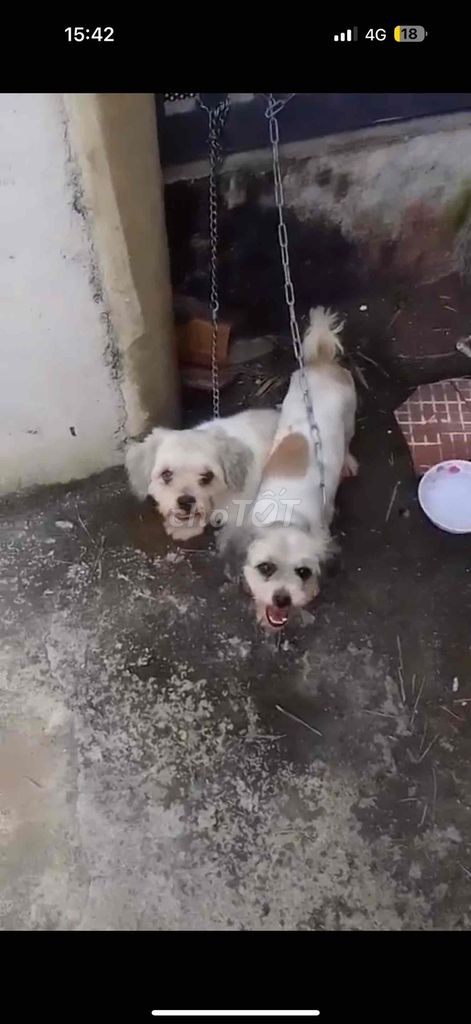 Chó Bắc Kinh đực cái 5 tháng. Mua bán Chó tại Huyện Hóc Môn Tp Hồ Chí Minh được đăng bởi Nuôi Mai Và Bán Mai hình 1