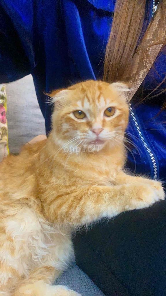 Mèo ALN vàng tai cụp cực xinh
