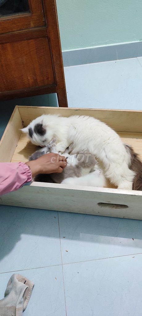 bán mèo. Mua bán Mèo tại Huyện Mai Châu Hòa Bình được đăng bởi Đặng thế long hình 2