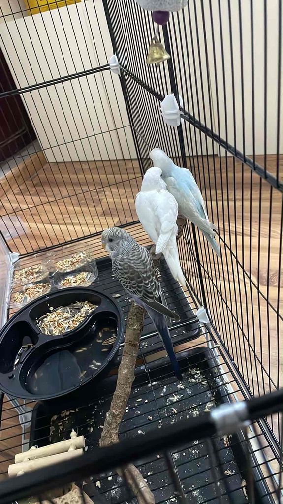 Vẹt yến phụng mini ngoan dạn người. Mua bán Chim tại Quận Ba Đình Hà Nội được đăng bởi Nguyen hình 1