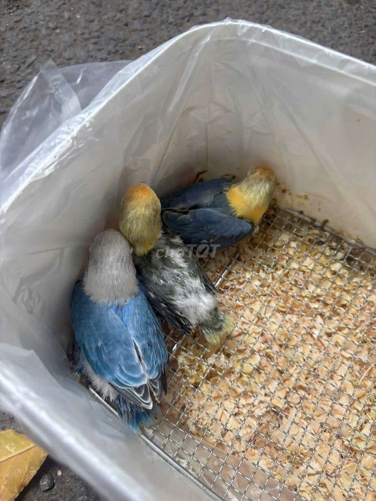 Vẹt nhiều màu thông minh. Mua bán Chim tại Quận Cầu Giấy Hà Nội được đăng bởi Shop chim vẹt  hình 1