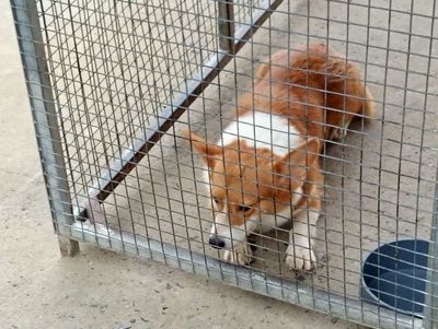 Chó Corgi cái chưa sinh sản
