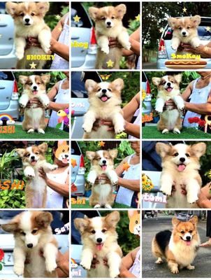 Chó Corgi Fluffy & Corgi Pombroke _ thuần chủng 🥰