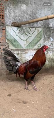 Ga xanh lai 1,8 ky ! tay gân luc bao zin. Mua bán Gà tại Quận Cái Răng Cần Thơ được đăng bởi Điền Huỳnh 