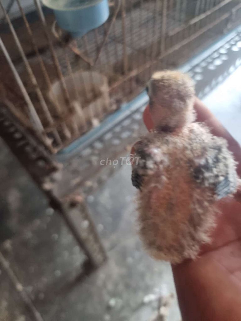 Chim Lovebird non nhiều màu. Mua bán Chim tại Quận Tân Phú Tp Hồ Chí Minh được đăng bởi NGUYỄN NAM hình 1