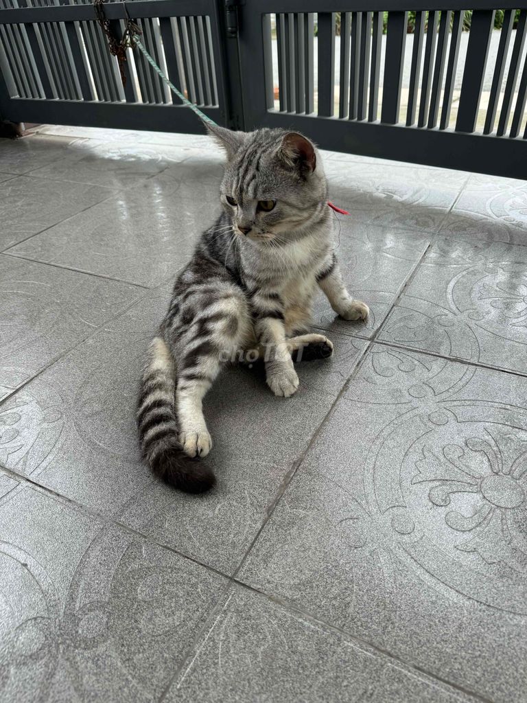 nhà cần bán mèo