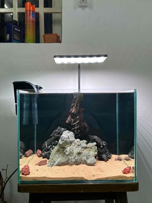 Hồ cá bể cá combo như hình  35x27x27cm. Mua bán Phụ kiện, Thức ăn, Dịch vụ tại Quận Bình Tân Tp Hồ Chí Minh được đăng bởi phụng nhi