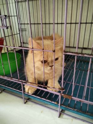 Cần tìm chủ 1em mèo Anh lông dài.giá yêu thương. Mua bán Mèo tại Quận 6 Tp Hồ Chí Minh được đăng bởi Thanh