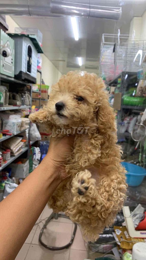 Chó Poodle Tiny  2 tháng. Mua bán Chó tại Quận Tây Hồ Hà Nội được đăng bởi thanh hình 1