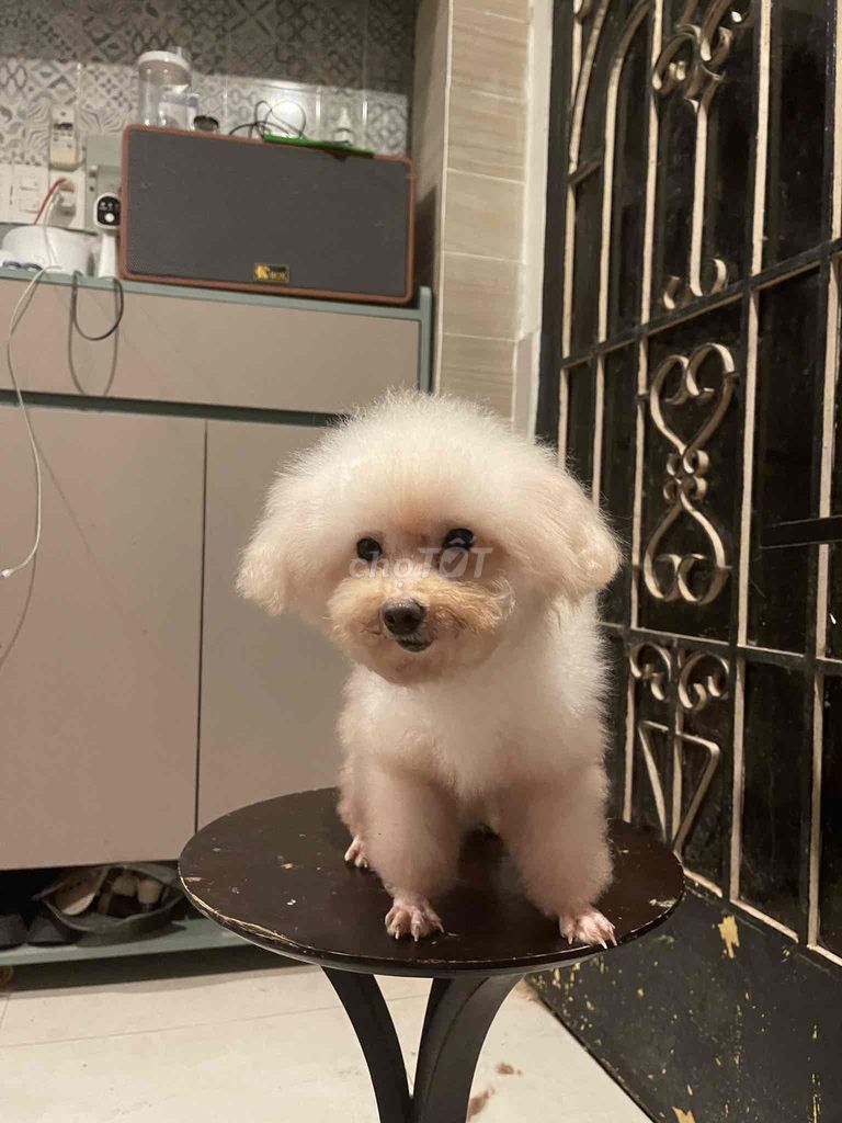 poodle tiny nhỏ. bé gái. cần tìm nhà mới