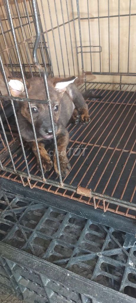 tìm chủ mới . Mua bán Chó tại Quận Bình Tân Tp Hồ Chí Minh được đăng bởi Thiên Phúc Anh hình 1