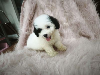 Chó Poodle đen trắng 2 tháng đã tiêm