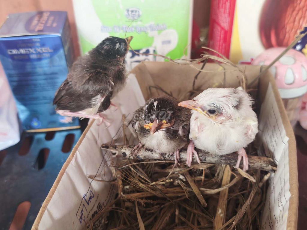 bông bạch 14ngày tuổi. Mua bán Chim tại Quận Tân Bình Tp Hồ Chí Minh được đăng bởi Nguyễn hình 1