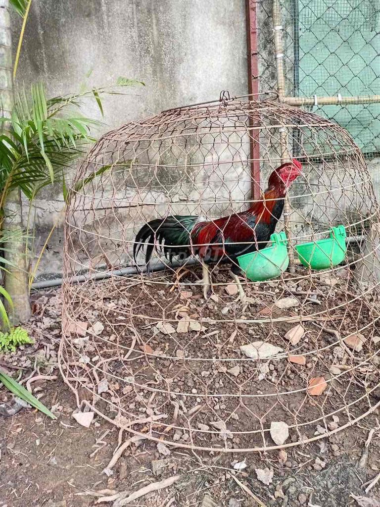 Gà trống 7 tháng Đỏ đen 2.8kg-3.1kg. Mua bán Gà tại Huyện Hóc Môn Tp Hồ Chí Minh được đăng bởi tài trần  hình 1