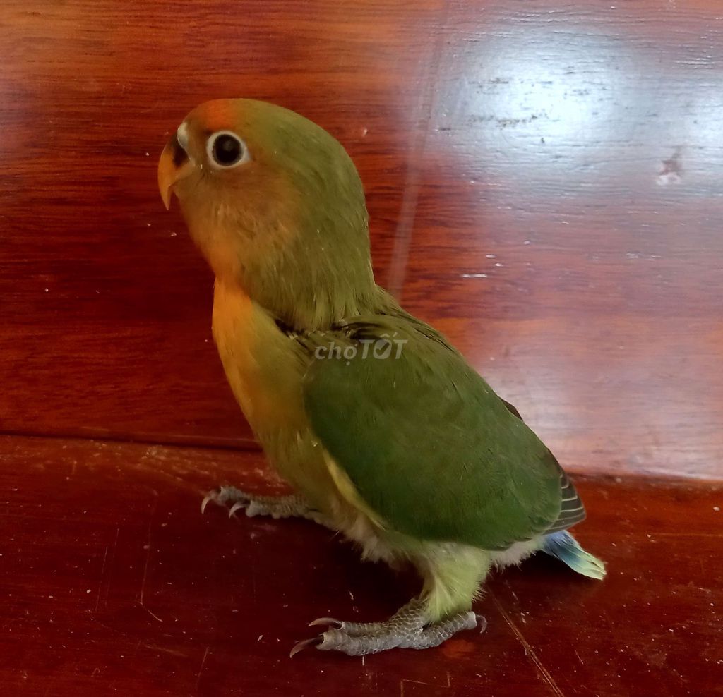 Vẹt lovebirds. Mua bán Chim tại Thị xã Gò Công Tiền Giang được đăng bởi Thanh hình 1