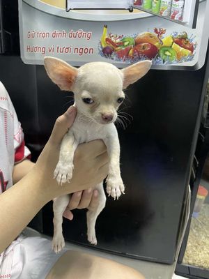 Chihuahua thuần ở Thuận An Bình Dương