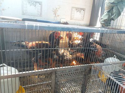 Bán gà đông tảo. Mua bán Gà tại Quận Hải Châu Đà Nẵng được đăng bởi HUỲNH BẢO THÁI DƯƠNG