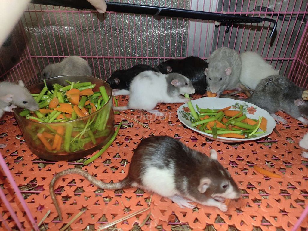 Chuột Hamster cảnh Đực, Cái 1-5 tháng. Mua bán Thú cưng khác tại Huyện Hòa Thành Tây Ninh được đăng bởi Thành hình 1