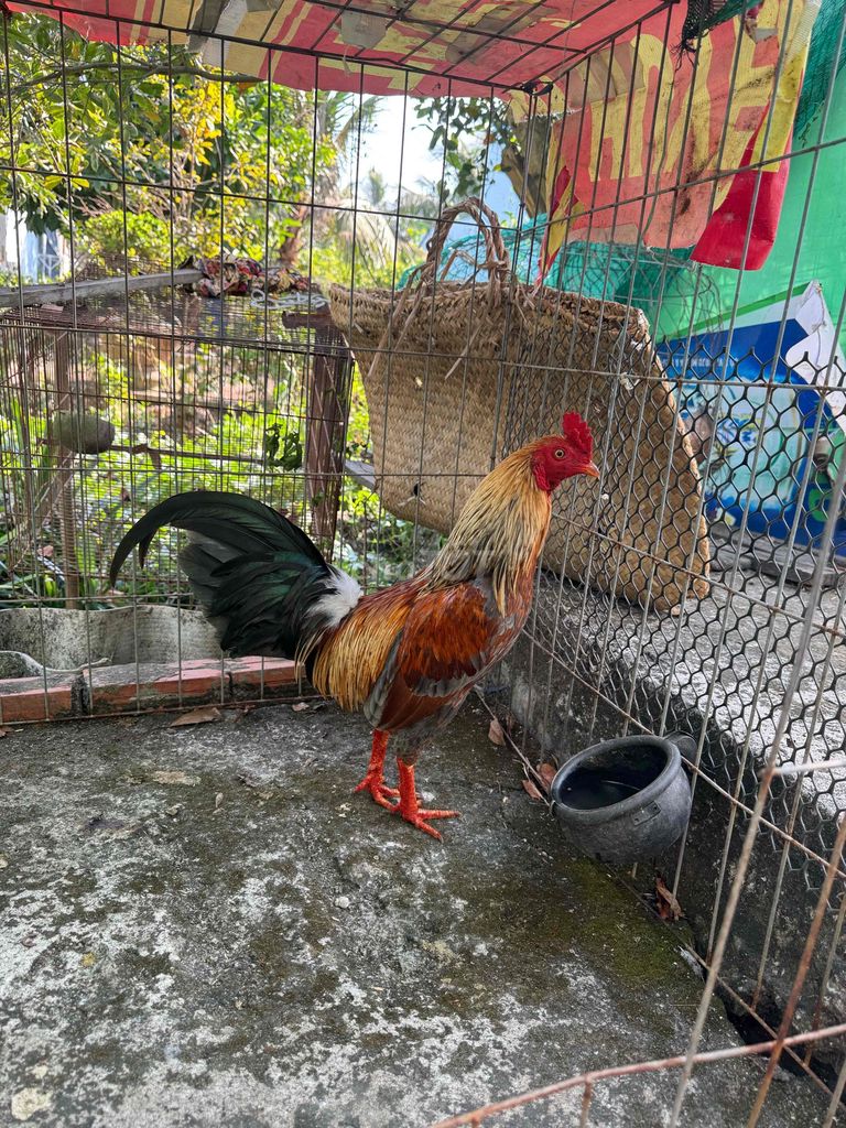 Gà chọi Đực Đa sắc Gà tơ. Mua bán Gà tại Huyện Thủ Thừa Long An được đăng bởi Thanh Khang hình 1