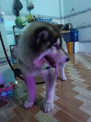 Chó Alaska 8 tháng tuổi