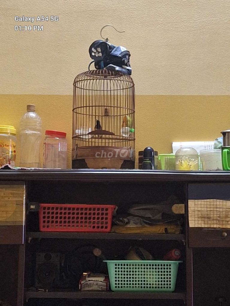 Chim hút mật khỏe mạnh. Mua bán Chim tại Quận Tân Phú Tp Hồ Chí Minh được đăng bởi trung hình 1