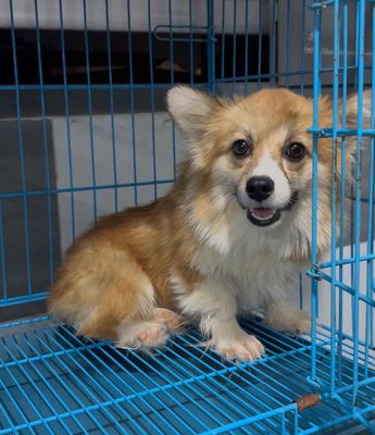 chó corgi cái lông dài y hình. Mua bán Chó tại Quận Gò Vấp Tp Hồ Chí Minh được đăng bởi hồng hạnh