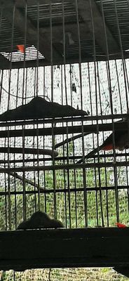 Chim chào mào. Mua bán Chim tại Huyện Trảng Bàng Tây Ninh được đăng bởi Đông Tây