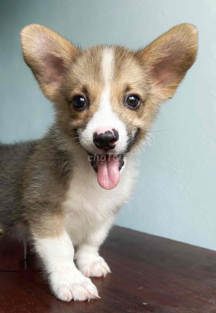 Chó Corgi đực. Mua bán Chó tại Quận Gò Vấp Tp Hồ Chí Minh được đăng bởi Hoang hình 1