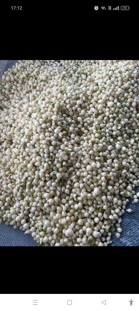 Hành tăm Nghệ An Lớn. Mua bán Đồ ăn, thực phẩm và các loại khác tại Huyện Đô Lương Nghệ An được đăng bởi Nguyễn Trần Long Anh hình 1