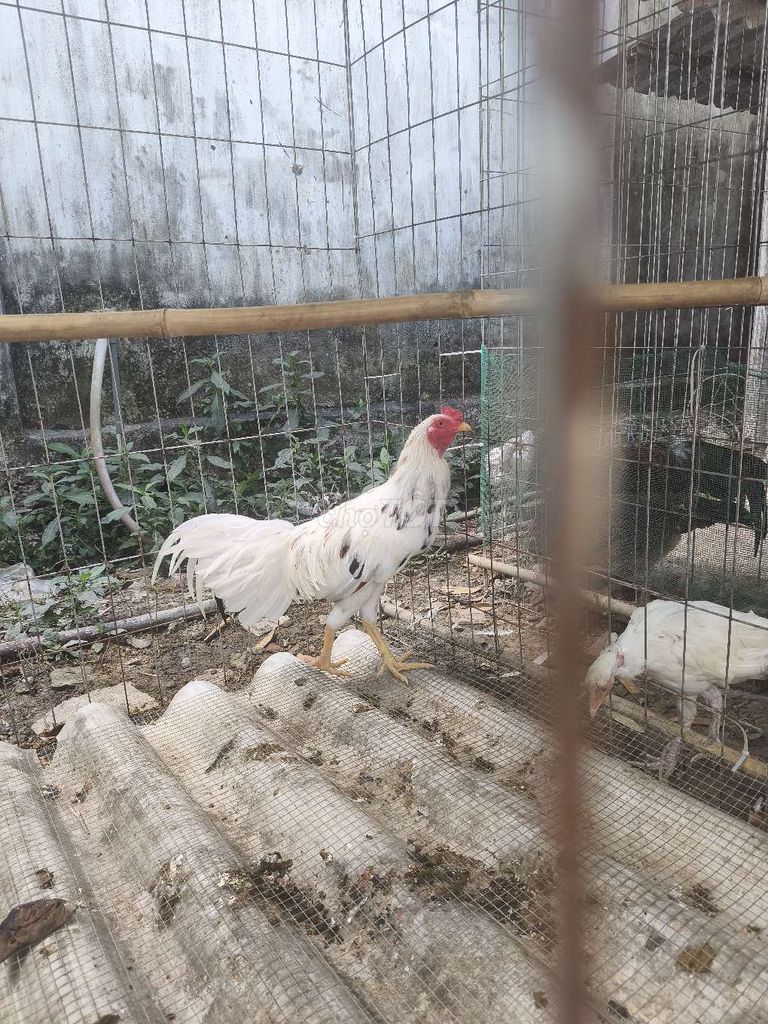 Gà trống 6 tháng. Mua bán Gà tại Huyện Tam Bình Vĩnh Long được đăng bởi duong Nguyễn  hình 1