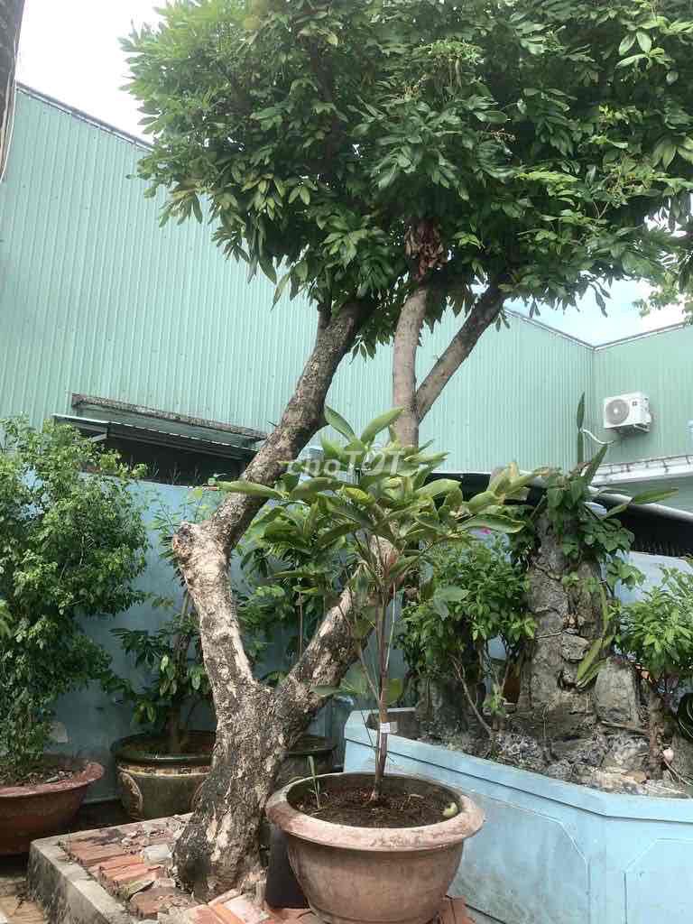 Cây nhãn Rạch Giá - An Giang. Mua bán Cây cảnh, đồ trang trí tại Thành phố Rạch Giá Kiên Giang được đăng bởi TRAN TUAN NAM hình 1