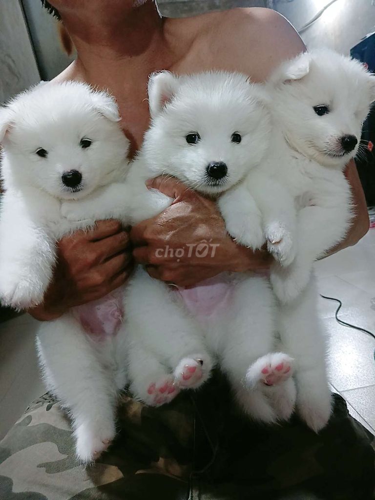 Nhà có đàn bé samoyed nhà trồng