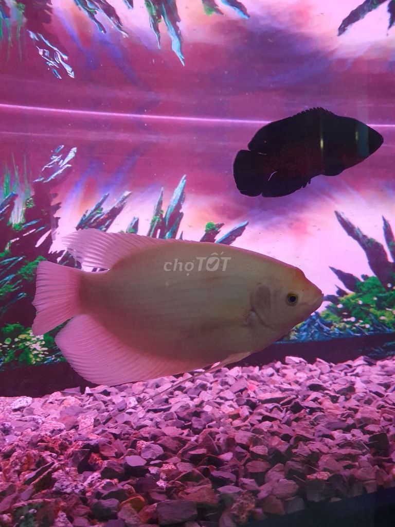 Cá Phát Tài Khỏe mạnh gần 30cm. Mua bán Thú cưng khác tại Huyện Bến Lức Long An được đăng bởi Phan Hoang Phuc hình 1