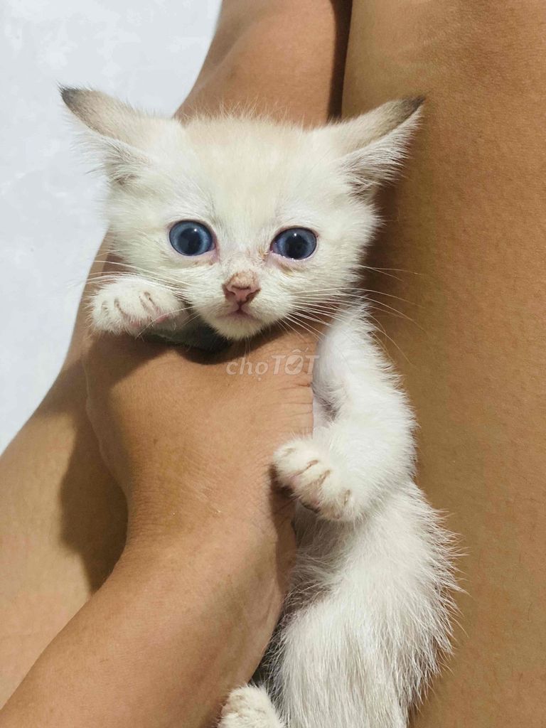 Mèo Ragdoll lai Trắng. Mua bán Mèo tại Quận Gò Vấp Tp Hồ Chí Minh được đăng bởi Ngọc hình 1