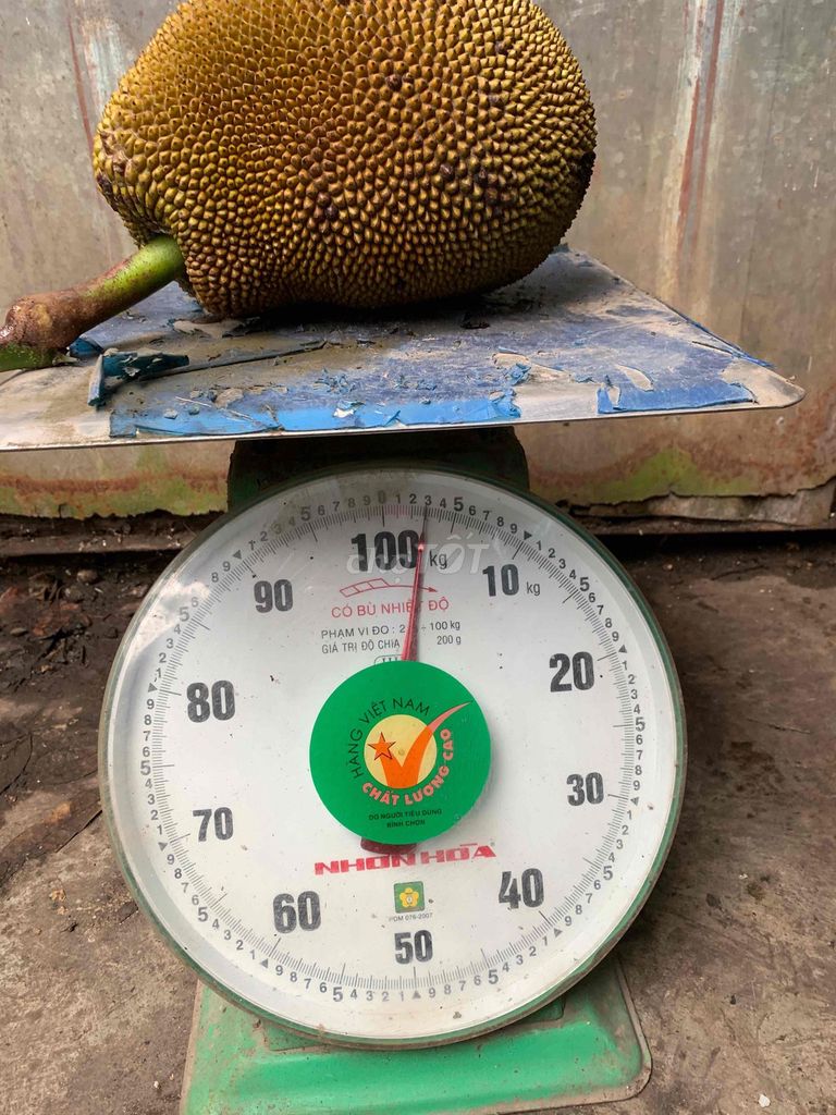 Mít dai 3kg nhà trồng chín cây. Mua bán Đồ ăn, thực phẩm và các loại khác tại Quận Nam Từ Liêm Hà Nội được đăng bởi Hung hình 1