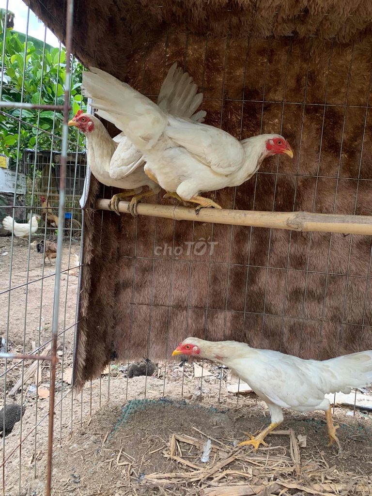 Gà Nòi mái Mỹ tơ cái 1.8kg. Mua bán Gà tại Quận Bình Thuỷ Cần Thơ được đăng bởi Đỗ Ngọc Thảo hình 1